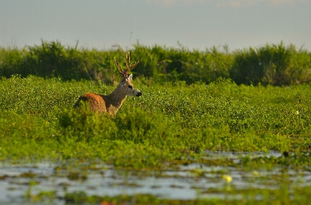 Natur gras sumpf
 wiese
 Foto