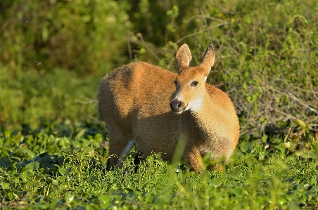 Nature grass meadow prairie Photo