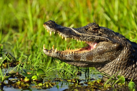 Photo Faune sauvage reptile fauna