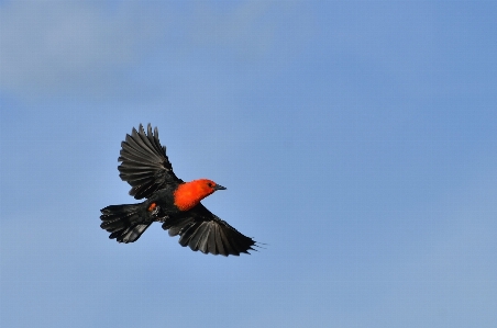 鳥 羽 フライト 脊椎動物
 写真