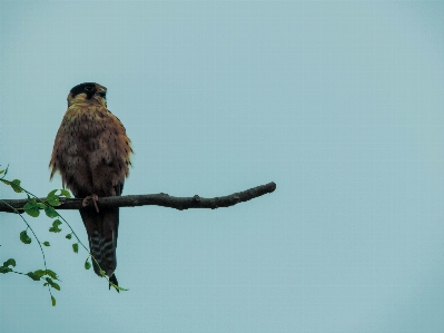 鳥 羽 嘴 鷲 写真