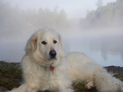 Foto Anjing mamalia jenis golden retriever
 bertulang belakang
