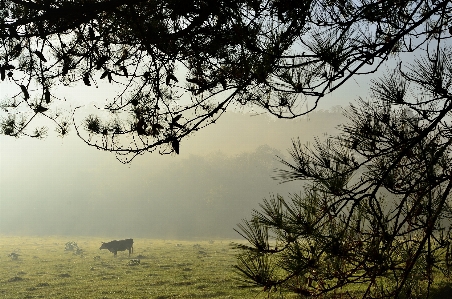 Landscape tree nature forest Photo