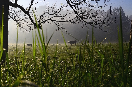 Landscape tree nature forest Photo