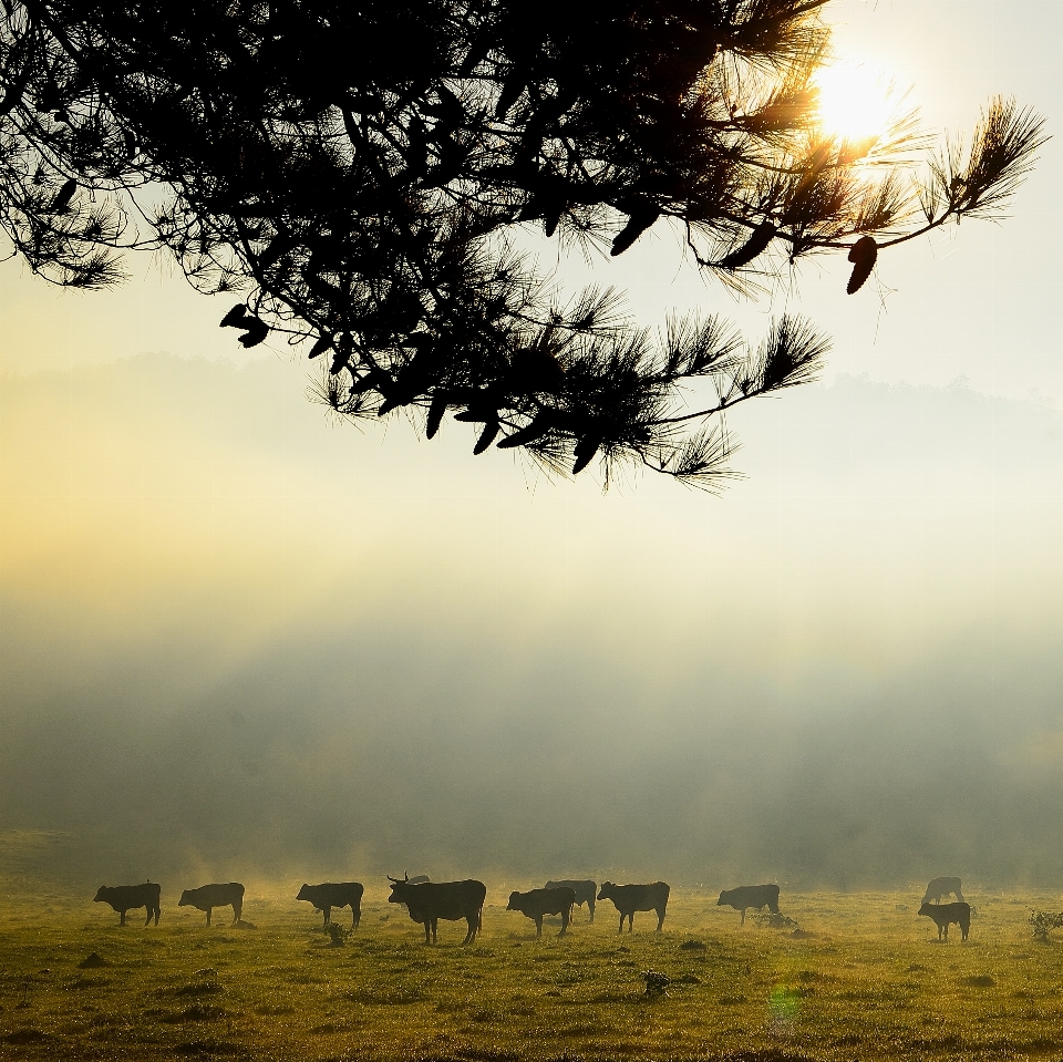 Paesaggio albero natura erba