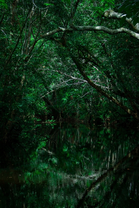 Pohon alam hutan gurun
