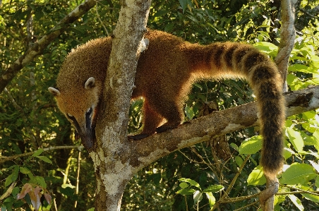 Waterfall branch wildlife zoo Photo