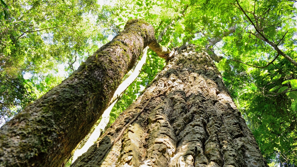 Albero natura foresta ramo