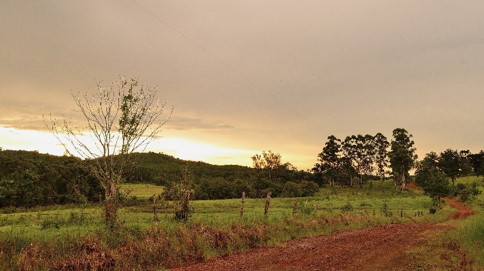 Landschaft baum natur gras