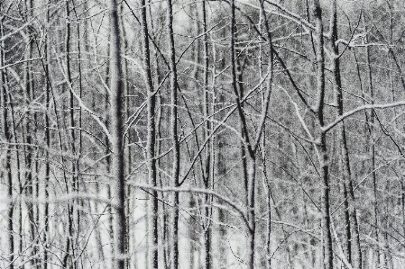 木 森 ブランチ 雪 写真