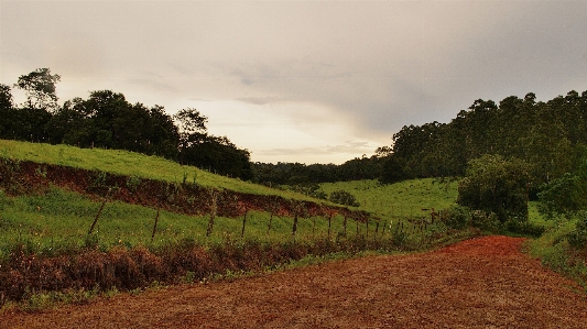 Landscape tree nature grass Photo