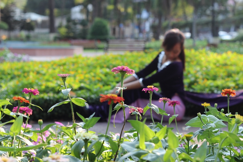 Tanaman halaman rumput padang rumput
 bunga