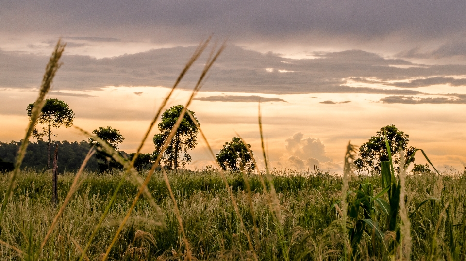 Paisagem árvore natureza grama