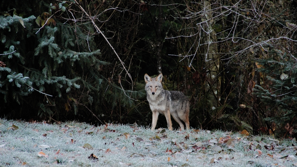 Snow winter wildlife deer