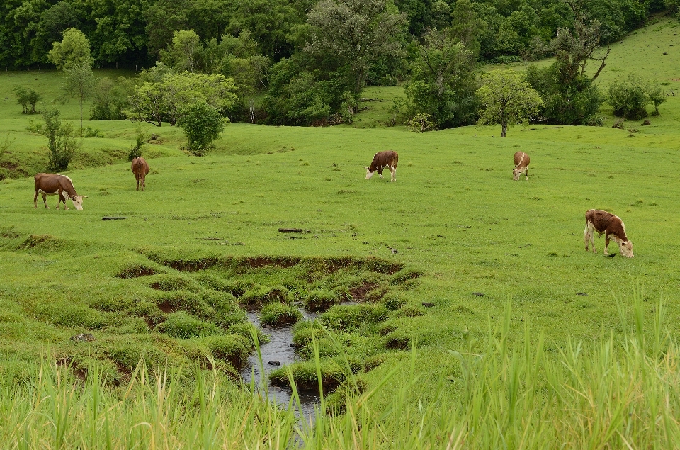 Paysage herbe le marais
 région sauvage
