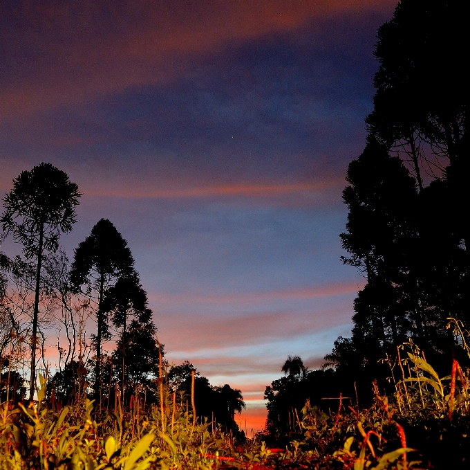 Paisaje árbol naturaleza horizonte