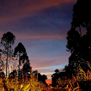 Landscape tree nature horizon Photo