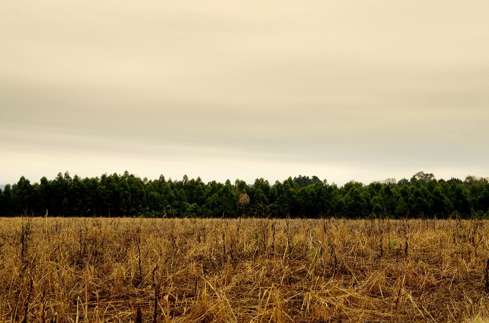 Landschaft baum natur gras