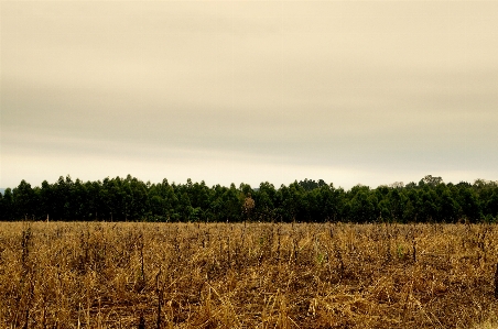 Landscape tree nature grass Photo