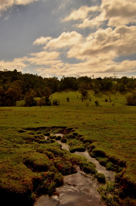 Krajobraz drzewo natura trawa