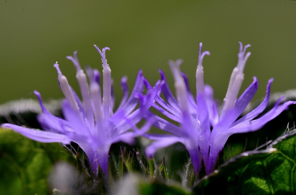 Natura erba fiore pianta