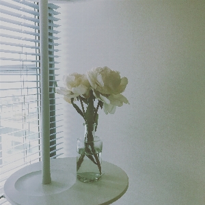 Flower glass vase green Photo