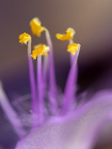 Hand blossom plant photography Photo