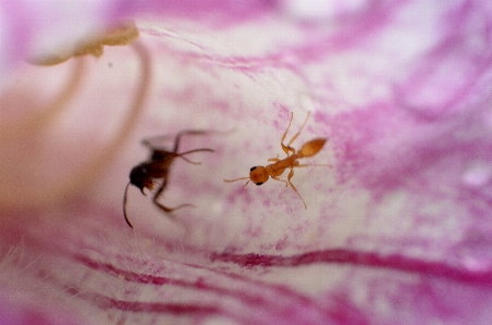 花 植物 写真撮影 葉 写真