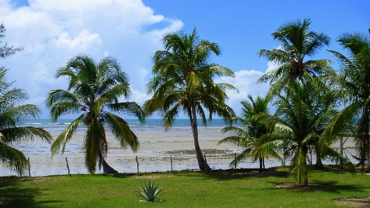 Foto Praia mar costa árvore