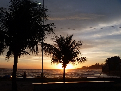 Beach sea coast tree Photo