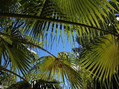 Tree nature forest branch Photo