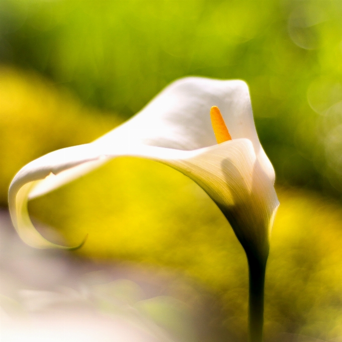 Naturaleza pájaro luz bokeh
