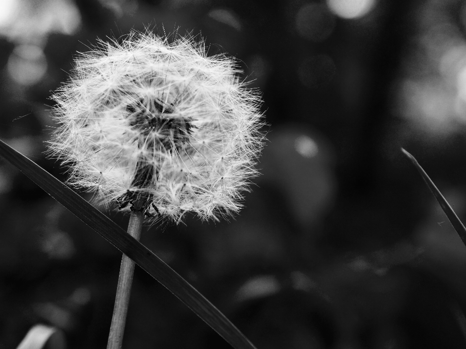 Naturaleza rama en blanco y negro
 planta