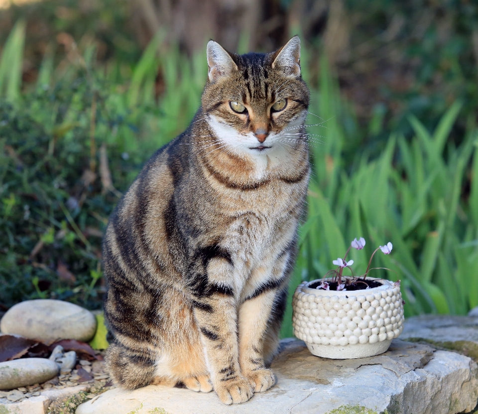 Herbe extérieur lumière animal