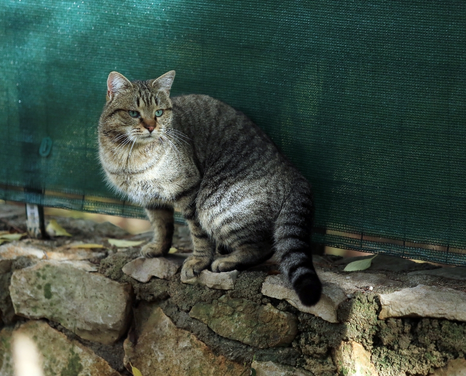 Extérieur lumière animal l'europe 