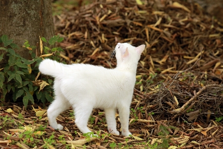 Grass outdoor flower puppy Photo