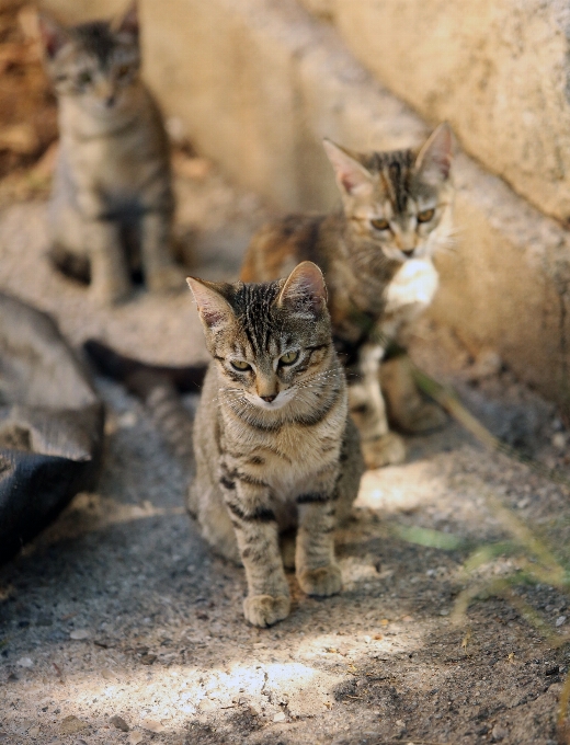 アウトドア 野生動物 ヨーロッパ 子猫