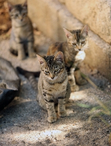 アウトドア 野生動物 ヨーロッパ 子猫 写真