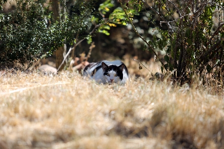 Foto Natureza grama ar livre pássaro