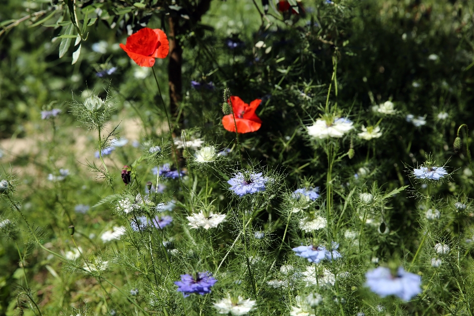 Nature grass outdoor plant