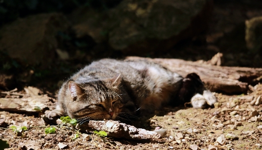 Nature outdoor france wildlife Photo