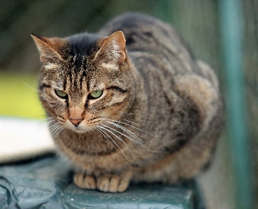 Foto All'aperto animale europa gatto