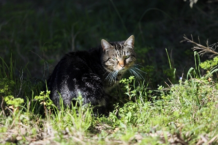 Grass animal france wildlife Photo