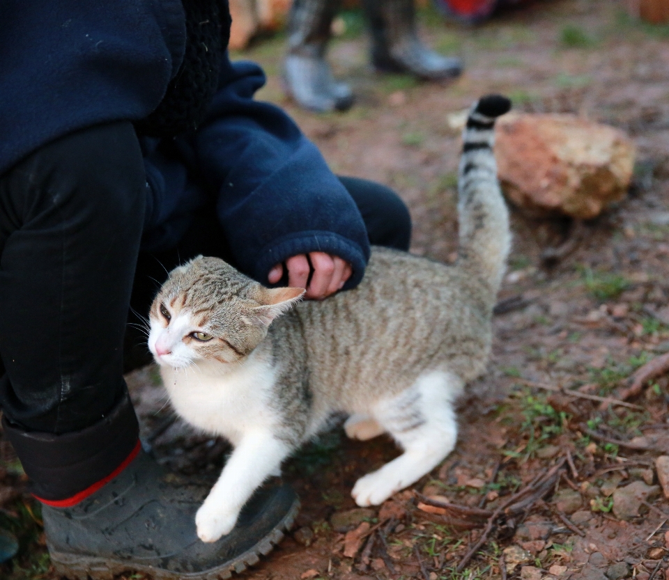 França europa amor gatinho