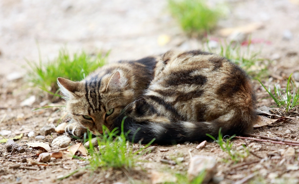 Erba francia animali selvatici europa