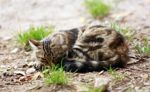 Grass france wildlife europe Photo