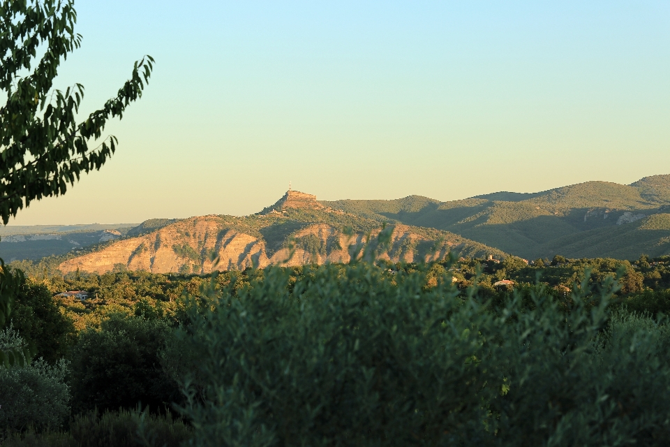 Paesaggio albero natura erba