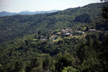 Landschaft baum wald wildnis
 Foto