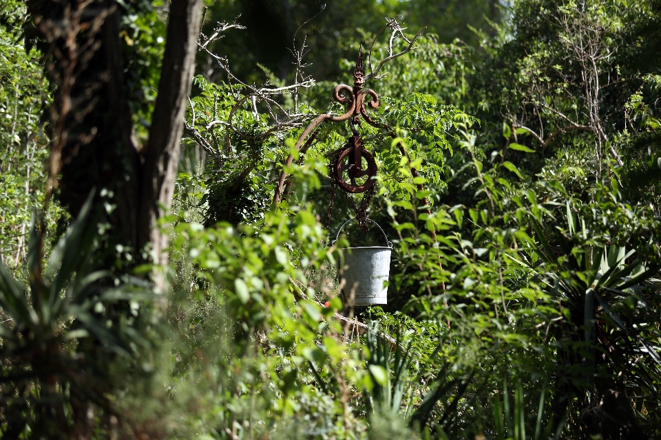 Pohon alam hutan cabang