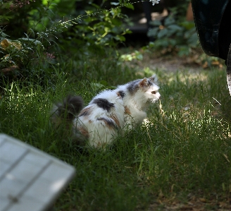 Gras europa katze kanon Foto